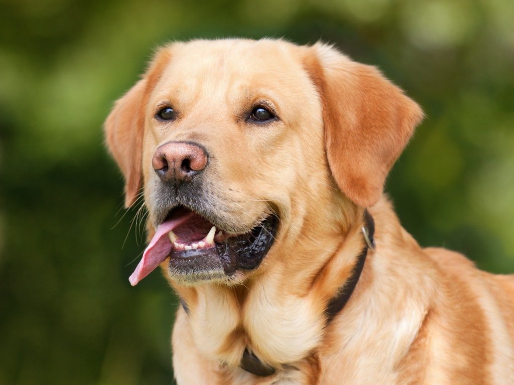 Pet 